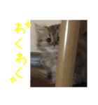 ぽんそるきなこ(*´꒳`*)（個別スタンプ：1）