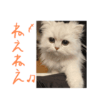 ぽんそるきなこ(*´꒳`*)（個別スタンプ：2）