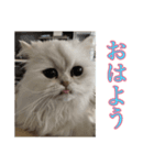 ぽんそるきなこ(*´꒳`*)（個別スタンプ：3）