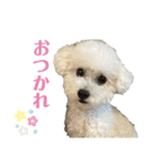 トイプードルのリリィ 日常第二弾（個別スタンプ：2）