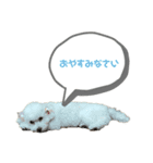 トイプードルのリリィ 日常第二弾（個別スタンプ：3）