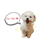 トイプードルのリリィ 日常第二弾（個別スタンプ：8）