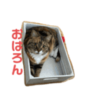 ろんじスタンプ（個別スタンプ：1）