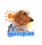 Tsuna’s Dachshund（個別スタンプ：1）
