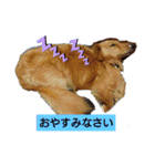 Tsuna’s Dachshund（個別スタンプ：2）