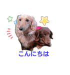 Tsuna’s Dachshund（個別スタンプ：3）