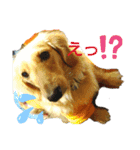 Tsuna’s Dachshund（個別スタンプ：4）