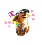 Tsuna’s Dachshund（個別スタンプ：5）