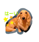 Tsuna’s Dachshund（個別スタンプ：6）