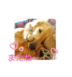 Tsuna’s Dachshund（個別スタンプ：9）
