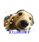 Tsuna’s Dachshund（個別スタンプ：10）