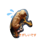 Tsuna’s Dachshund（個別スタンプ：11）