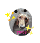 Tsuna’s Dachshund（個別スタンプ：12）