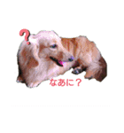 Tsuna’s Dachshund（個別スタンプ：15）