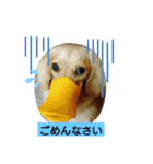 Tsuna’s Dachshund（個別スタンプ：16）