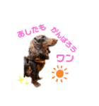 ぺこちゃんスタンプ 1（個別スタンプ：1）