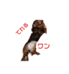 ぺこちゃんスタンプ 1（個別スタンプ：3）