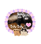 フェレットのまるくるファミリー勢揃い♡（個別スタンプ：5）