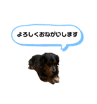 カニンヘンダックスフンドのアトム（個別スタンプ：13）