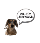 カニンヘンダックスフンドのアトム（個別スタンプ：15）
