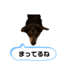 カニンヘンダックスフンドのアトム（個別スタンプ：17）