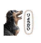 カニンヘンダックスフンドのアトム（個別スタンプ：37）