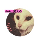 白猫のメリーさん part3（個別スタンプ：1）