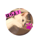 白猫のメリーさん part3（個別スタンプ：3）