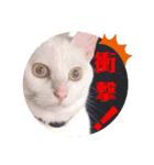 白猫のメリーさん part3（個別スタンプ：4）