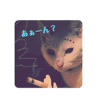 白猫のメリーさん part3（個別スタンプ：9）