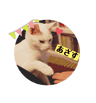 白猫のメリーさん part3（個別スタンプ：10）