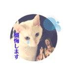 白猫のメリーさん part3（個別スタンプ：13）