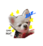 mocoスタンプ（チワワ）（個別スタンプ：4）
