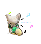 mocoスタンプ（チワワ）（個別スタンプ：5）