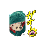 mocoスタンプ（チワワ）（個別スタンプ：13）