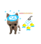 mocoスタンプ（チワワ）（個別スタンプ：15）