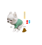 mocoスタンプ（チワワ）（個別スタンプ：16）