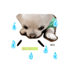 mocoスタンプ（チワワ）（個別スタンプ：22）