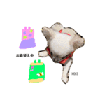 mocoスタンプ（チワワ）（個別スタンプ：23）