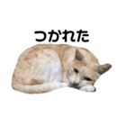 ひとなっつこいねこ（個別スタンプ：1）