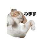 ひとなっつこいねこ（個別スタンプ：2）