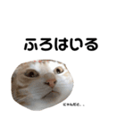 ひとなっつこいねこ（個別スタンプ：3）
