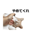 ひとなっつこいねこ（個別スタンプ：4）