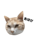 ひとなっつこいねこ（個別スタンプ：5）