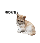 ひとなっつこいねこ（個別スタンプ：6）