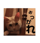 ひとなっつこいねこ（個別スタンプ：9）