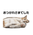ひとなっつこいねこ（個別スタンプ：10）