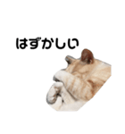 ひとなっつこいねこ（個別スタンプ：11）