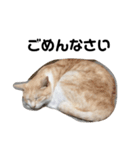 ひとなっつこいねこ（個別スタンプ：13）