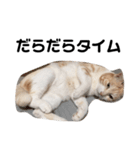 ひとなっつこいねこ（個別スタンプ：15）